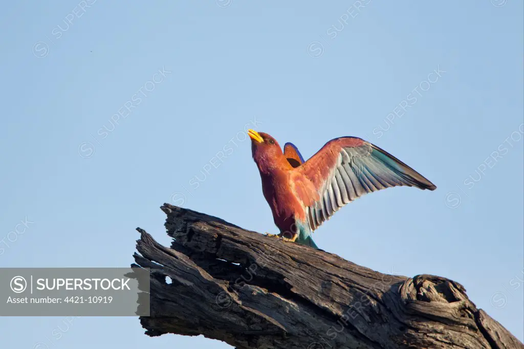 Broad-billed Roller (Eurystomus glaucurus) adult, flapping wings, perched on dead branch, Okavango Delta, Botswana