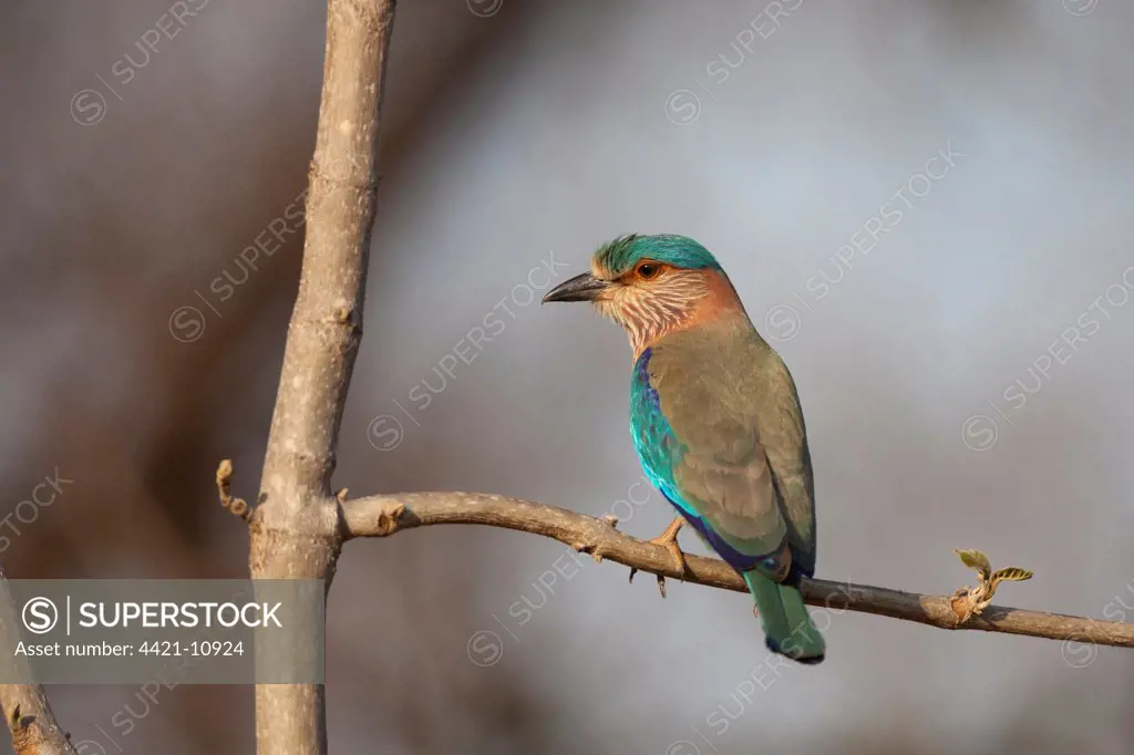 Indian Roller (Coracias benghalensis) adult, perched on branch, Madhya Pradesh, India