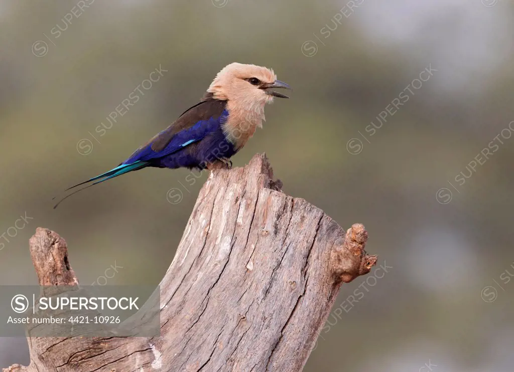 Blue-bellied Roller (Coracias cyanogaster) adult, calling, perched on log, near Tambacounda, Senegal, january