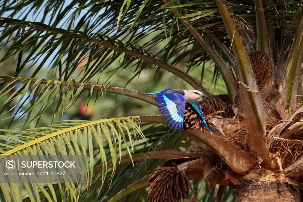Blue-bellied Roller (Coracias cyanogaster) adult, in flight, taking off from palm tree, Gambia, january