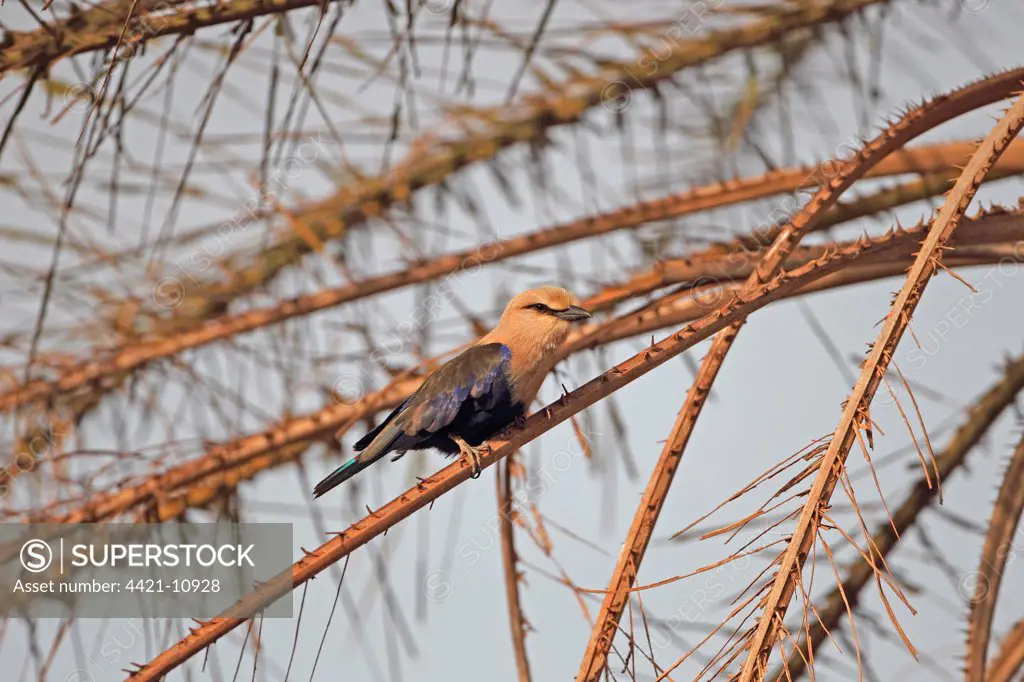 Blue-bellied Roller (Coracias cyanogaster) adult, perched on palm frond, Gambia, january