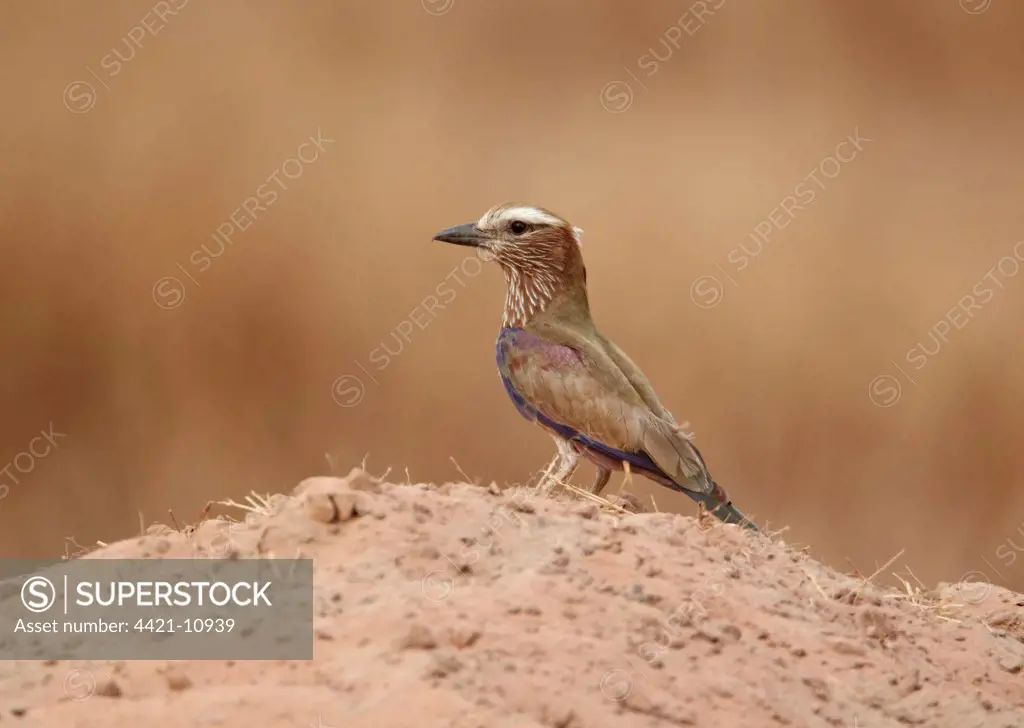 Rufous-crowned Roller (Coracias naevia) adult, standing on sandy ground, near Toubacouta, Senegal, january