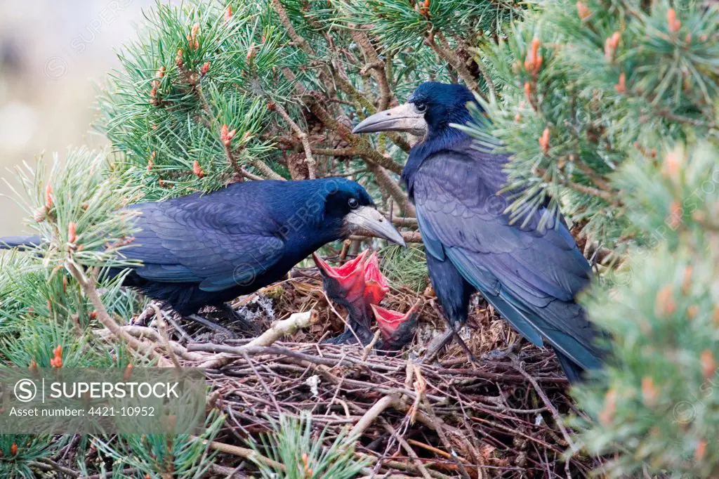Rook (Corvus frugilegus) adult pair, with chicks at nest in pine tree, Suffolk, England, april