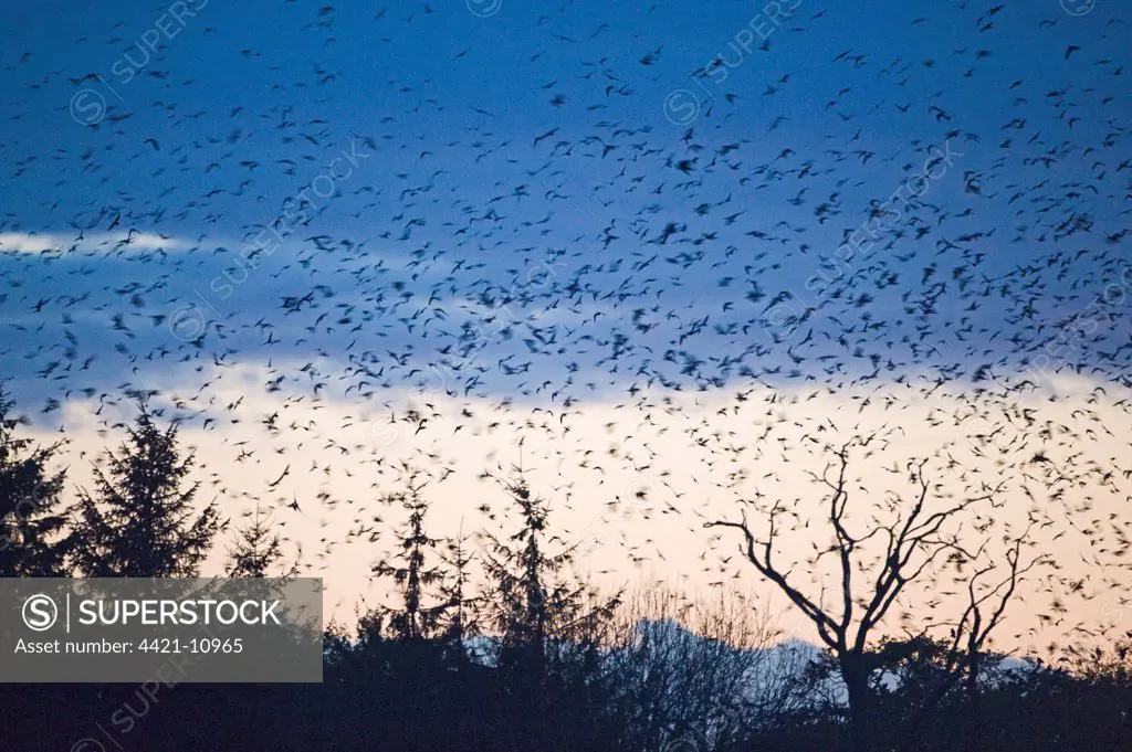 Rook (Corvus frugilegus) and Jackdaw (Corvus monedula) mixed flock, in flight, arriving at roost, silhouetted at sunset, Buckenham, Yare Valley, The Broads, Norfolk, England, november