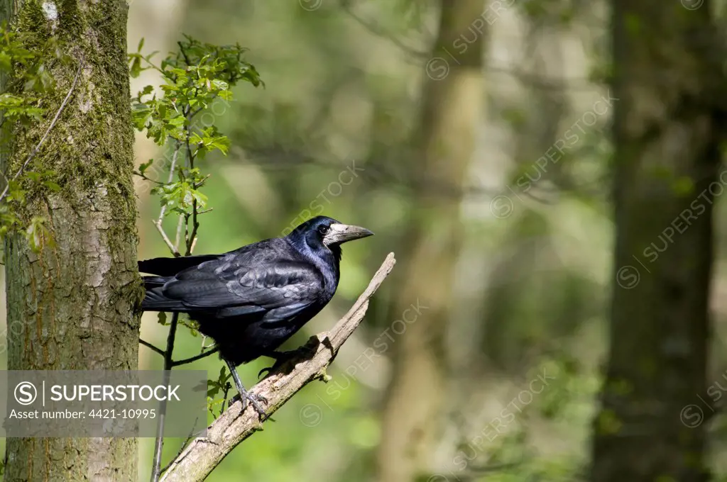 Rook (Corvus frugilegus) adult, perched on branch in woodland, Morpeth, Northumberland, England, may
