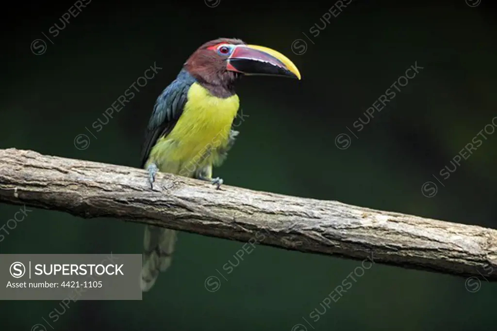 Green Aracari (Pteroglossus viridis) adult, perched on branch, captive