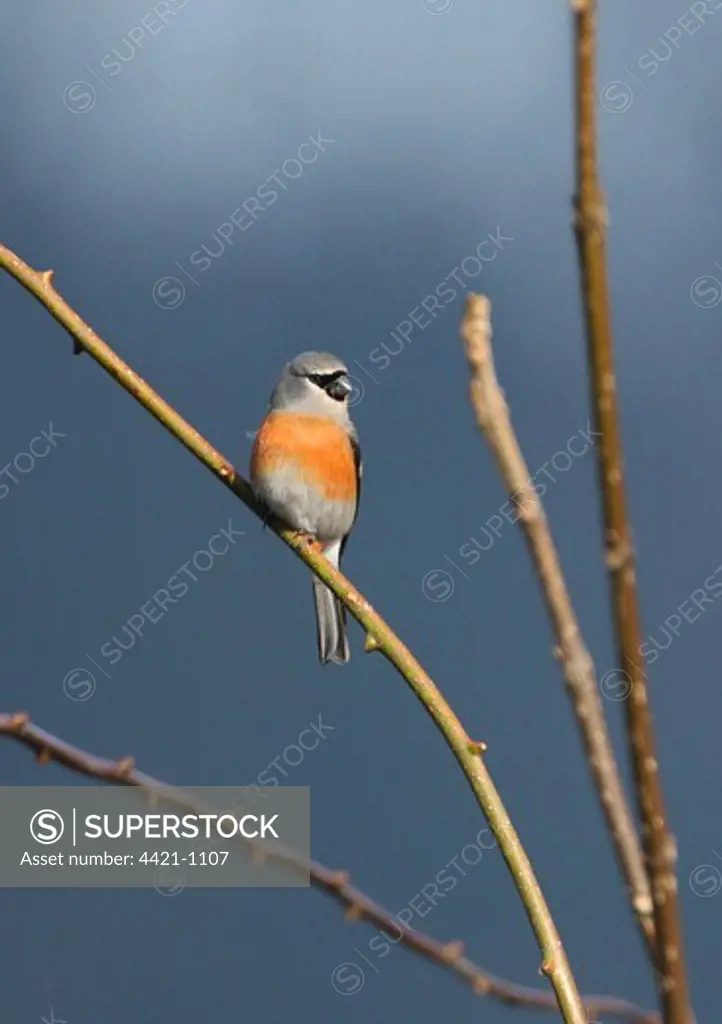 Grey-headed Bullfinch (Pyrrhula erythaca erythaca) adult male, perched in bare tree, Eaglenest Wildlife Sanctuary, Arunachal Pradesh, India, january