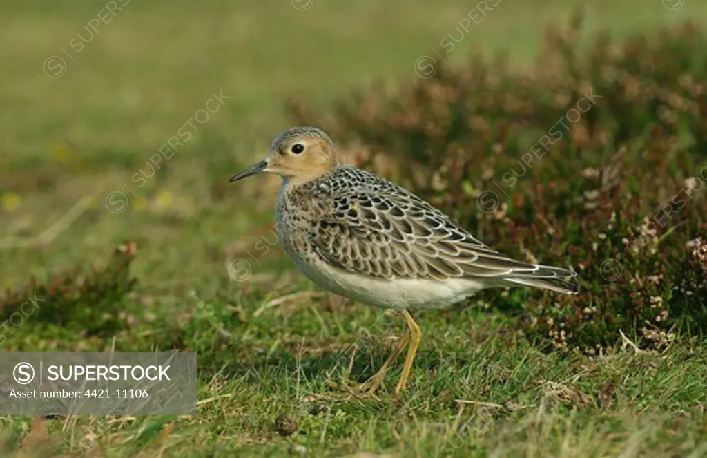 Buff-breasted Sandpiper (Tryngites subruficollis) adult, vagrant, standing on grass, Scilly Isles, England