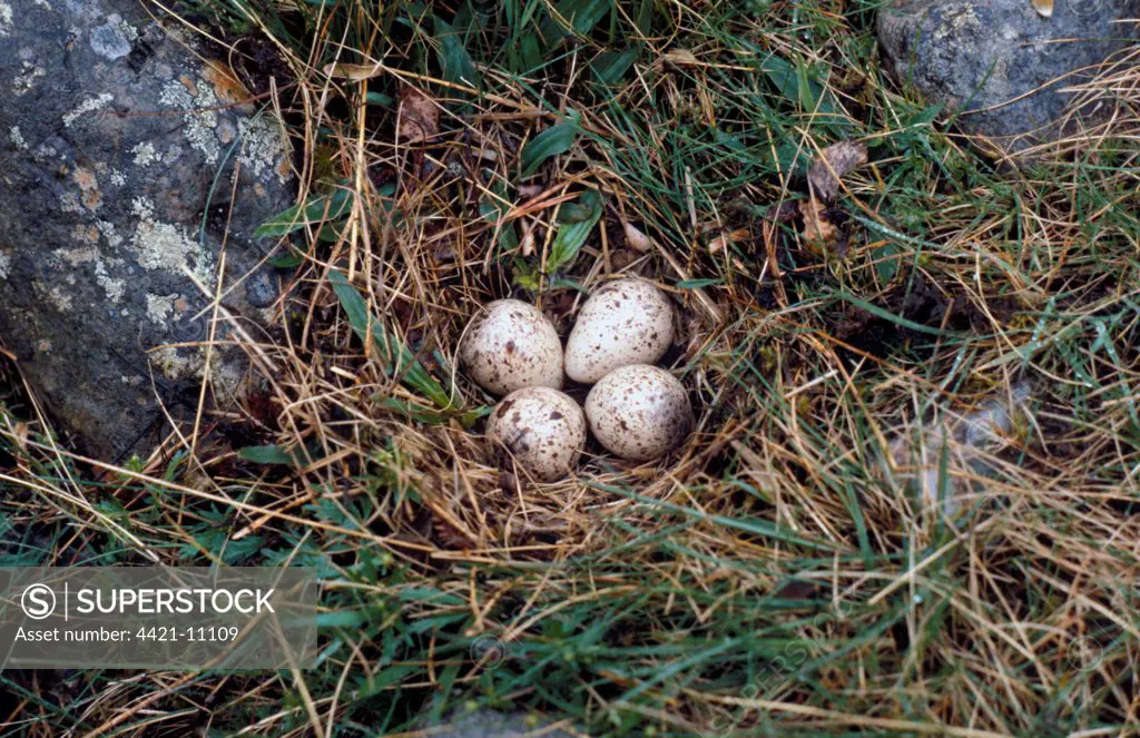 Common Sandpiper (Actitis hypoleucos) four eggs in nest