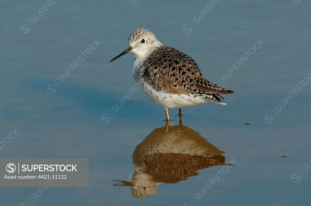Marsh Sandpiper (Tringa stagnatilis) adult, summer plumage, standing in water with reflection, Lesvos, Greece, april