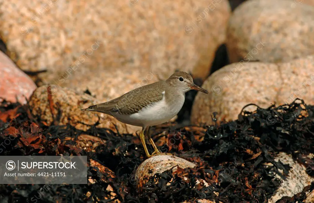 Spotted Sandpiper (Actitis macularia) adult, vagrant, standing on pebble amongst seaweed, Scilly Isles, England