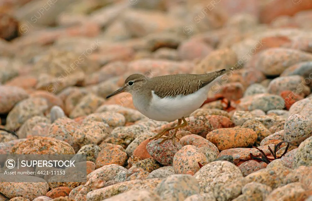 Spotted Sandpiper (Actitis macularia) adult, vagrant, walking on pebbles, Scilly Isles, England