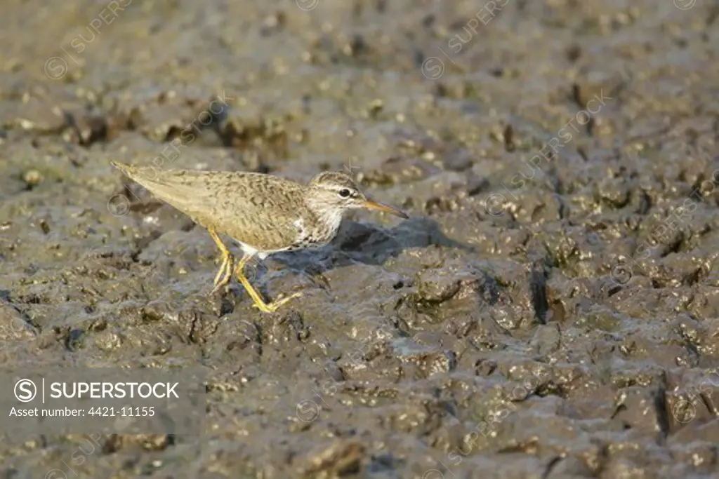 Spotted Sandpiper (Actitis macularia) adult, breeding plumage, walking on mud, South Padre Island, Texas, U.S.A., may