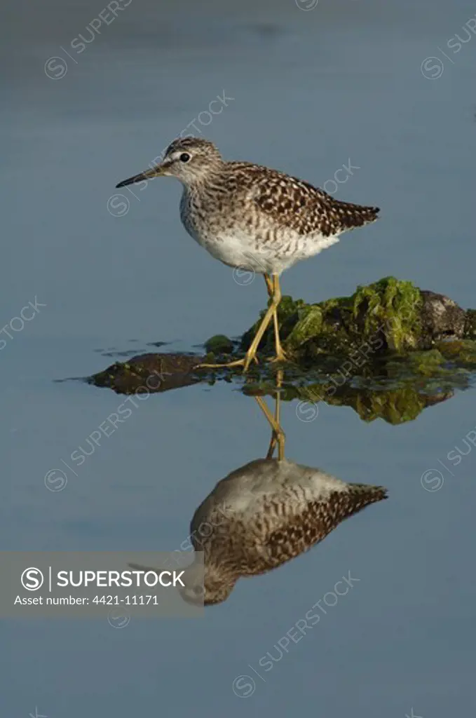 Wood Sandpiper (Tringa glareola) adult, summer plumage, standing in water with reflection, Lesvos, Greece, april