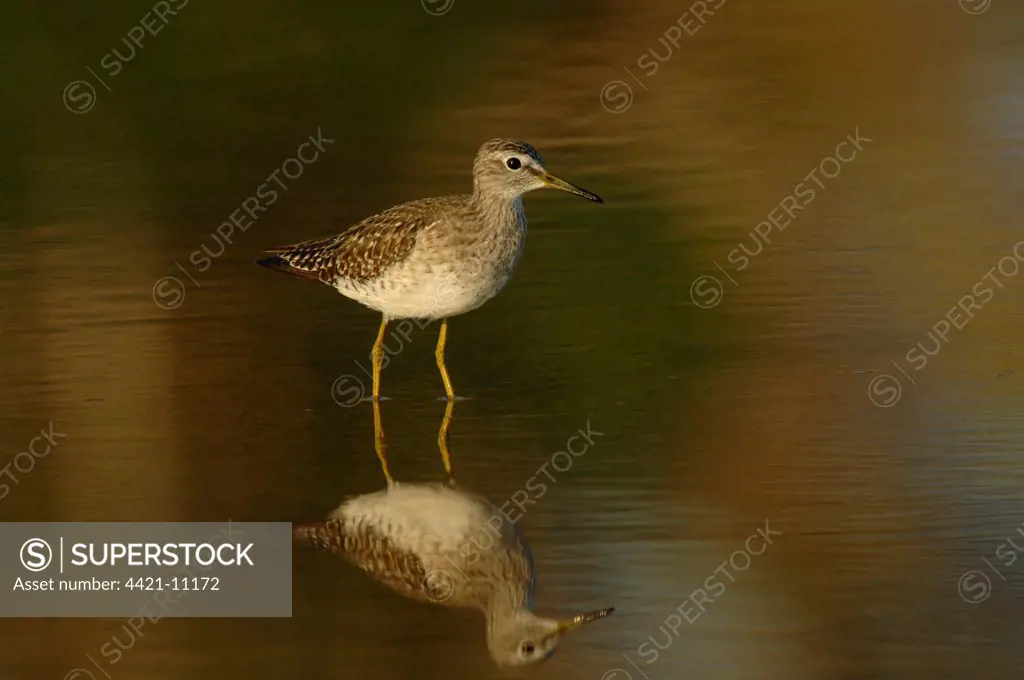 Wood Sandpiper (Tringa glareola) adult, summer plumage, standing in shallow water with reflection, Lesvos, Greece, april