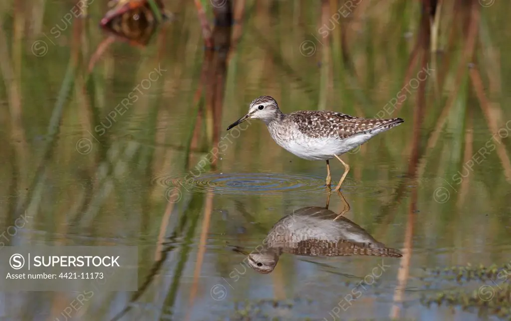 Wood Sandpiper (Tringa glareola) adult, foraging in shallow pool with reflection, Lesvos, Greece, may