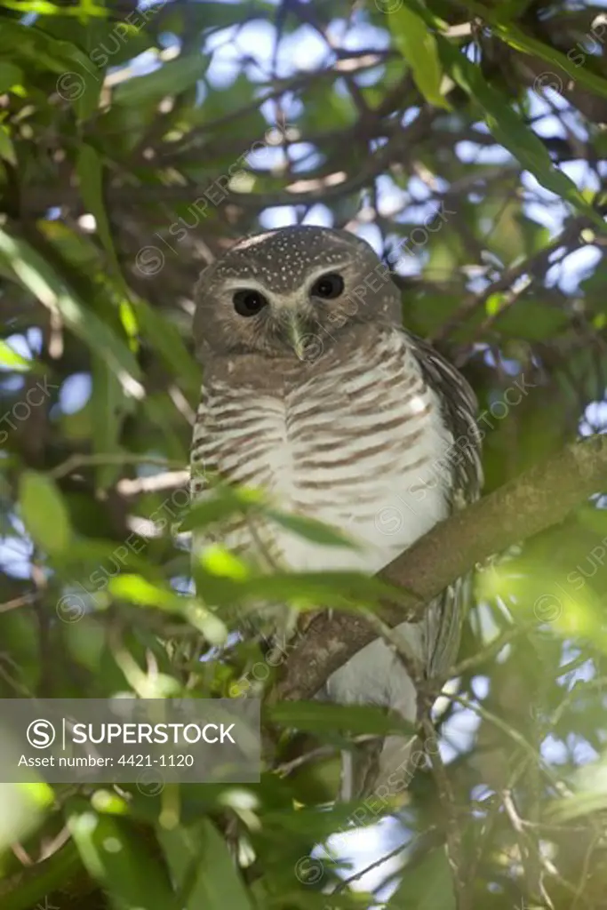 White-browed Hawk-owl (Ninox superciliaris) adult, perched in tree, Berenty Reserve, Madagascar