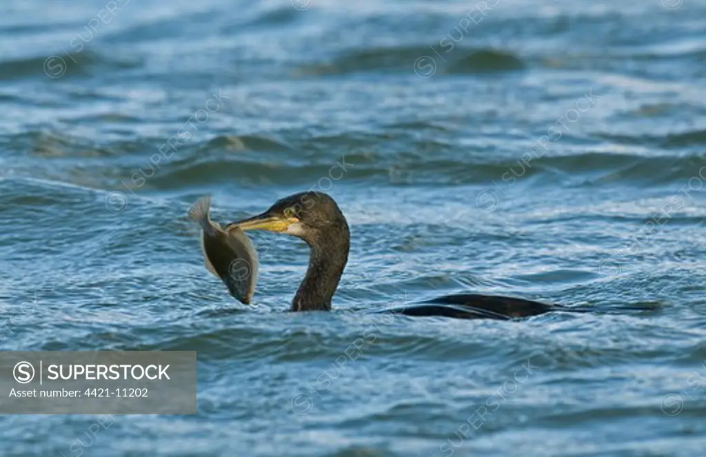 European Shag (Phalacrocorax aristotelis) immature, feeding, with flatfish in beak, swimming at sea, Merseyside, England