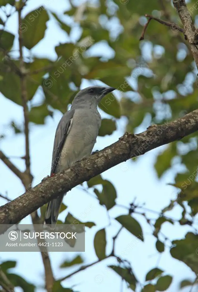 Large Cuckoo-shrike (Coracina macei layardi) endemic race, adult male, perched on branch, Sri Lanka, december