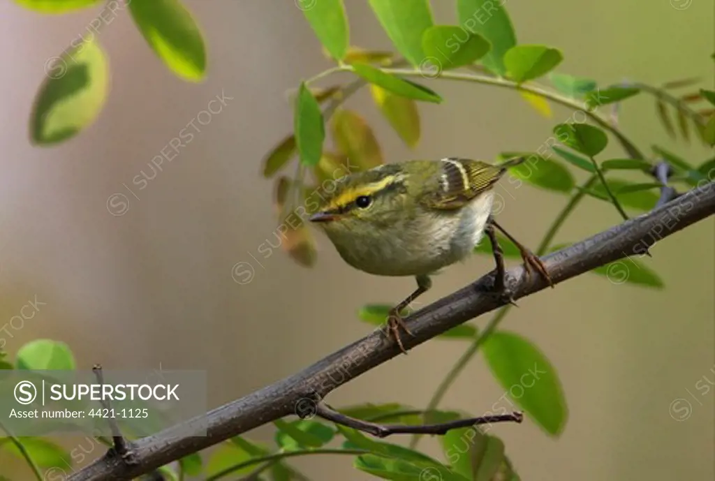 Pallas's Warbler (Phylloscopus proregulus) adult, perched on twig, Hebei, China, may