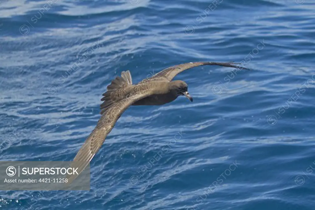 Flesh-footed Shearwater (Puffinus carneipes) adult, in flight over sea, New Zealand, november