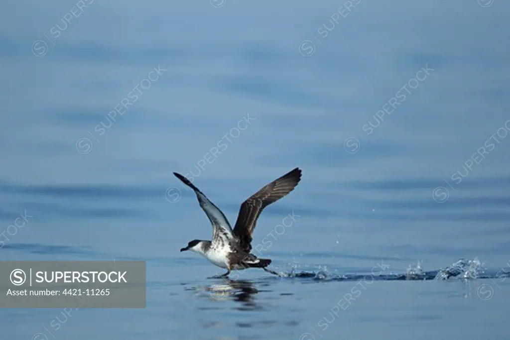 Great Shearwater (Puffinus gravis) adult, taking off from surface of sea, Algarve, Portugal, october