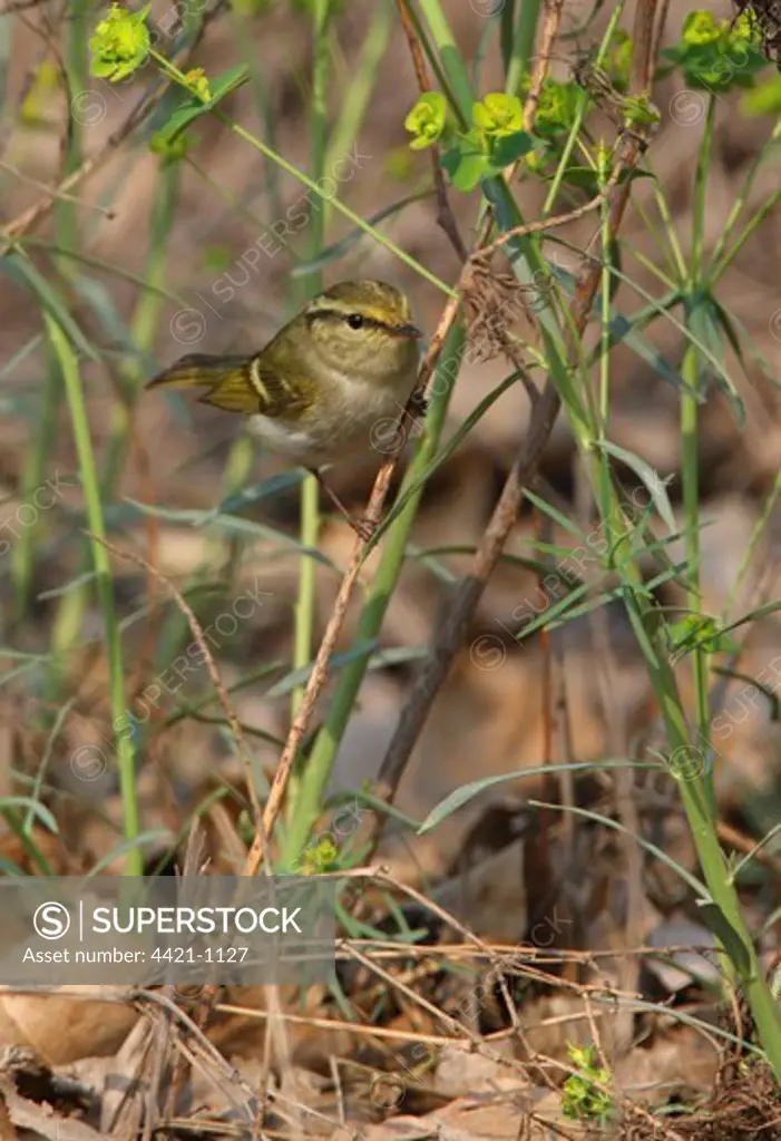 Pallas's Warbler (Phylloscopus proregulus) adult, perched in low vegetation, Hebei, China, may