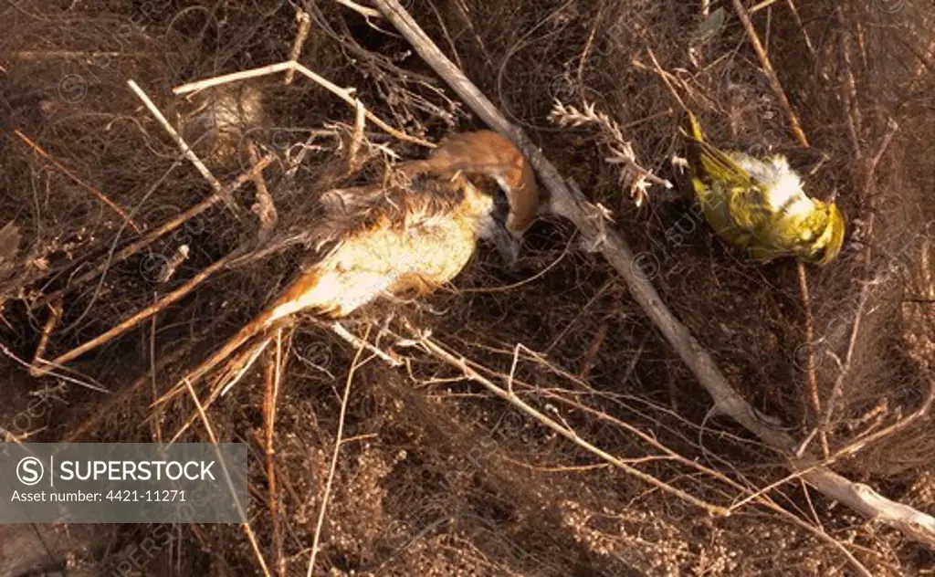 Brown Shrike (Lanius cristatus) and Pallas's Warbler (Phylloscopus proregulus) dead migrants, caught in illegal mist-net, Hebei, China, may