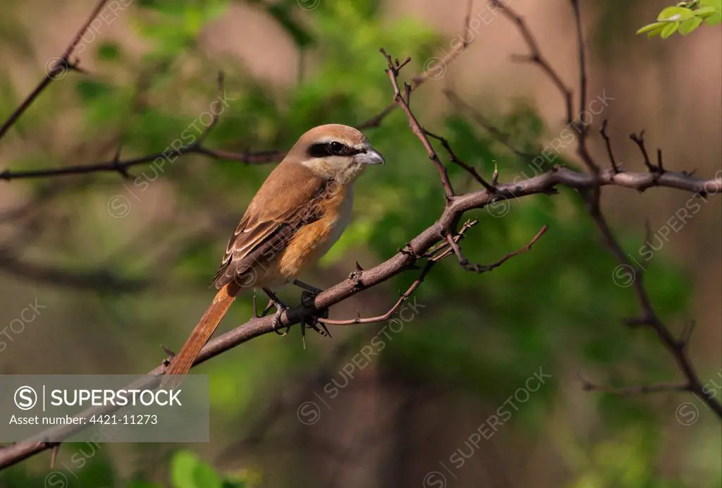 Brown Shrike (Lanius cristatus) adult, perched on branch, Hebei, China, may