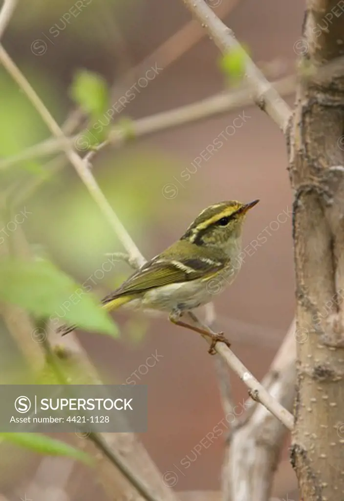 Pallas's Warbler (Phylloscopus proregulus) adult, perched in bush, Hebei, China, may