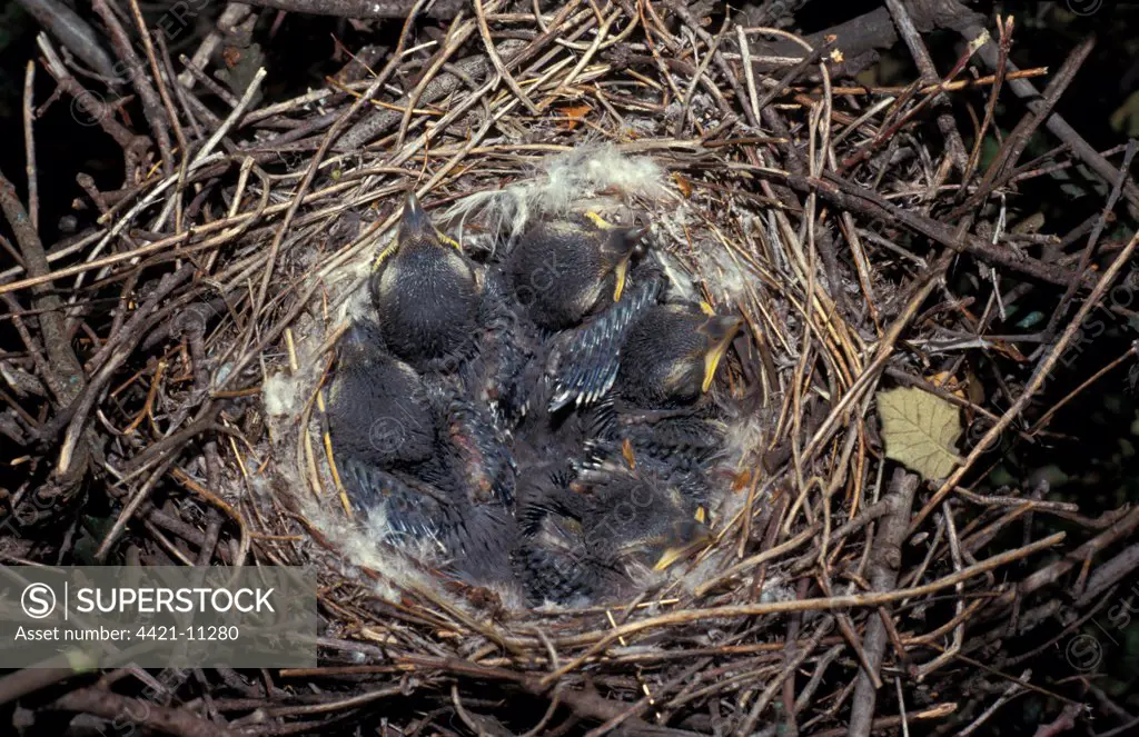Great Grey Shrike (Lanius excubitor) nest with chicks