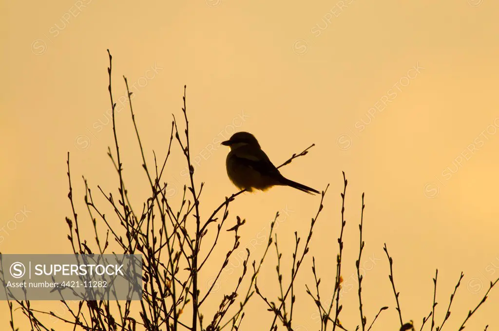 Great Grey Shrike (Lanius excubitor) adult, perched on twig, silhouetted at dusk, Kelling Heath, Norfolk, England, april