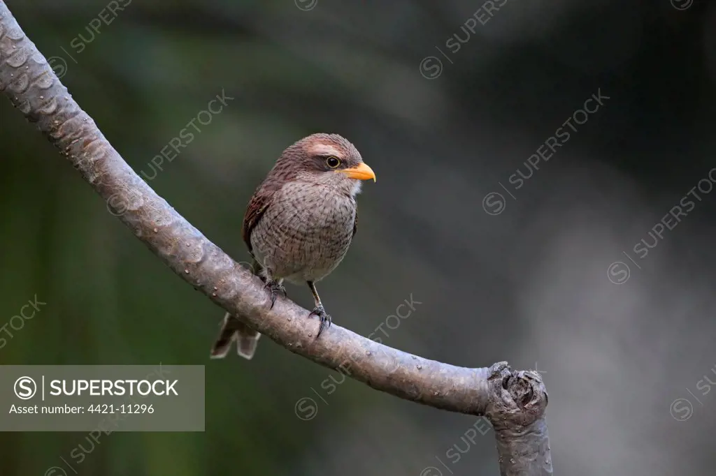 Yellow-billed Shrike (Corvinella corvina) adult, perched on branch, Gambia, february