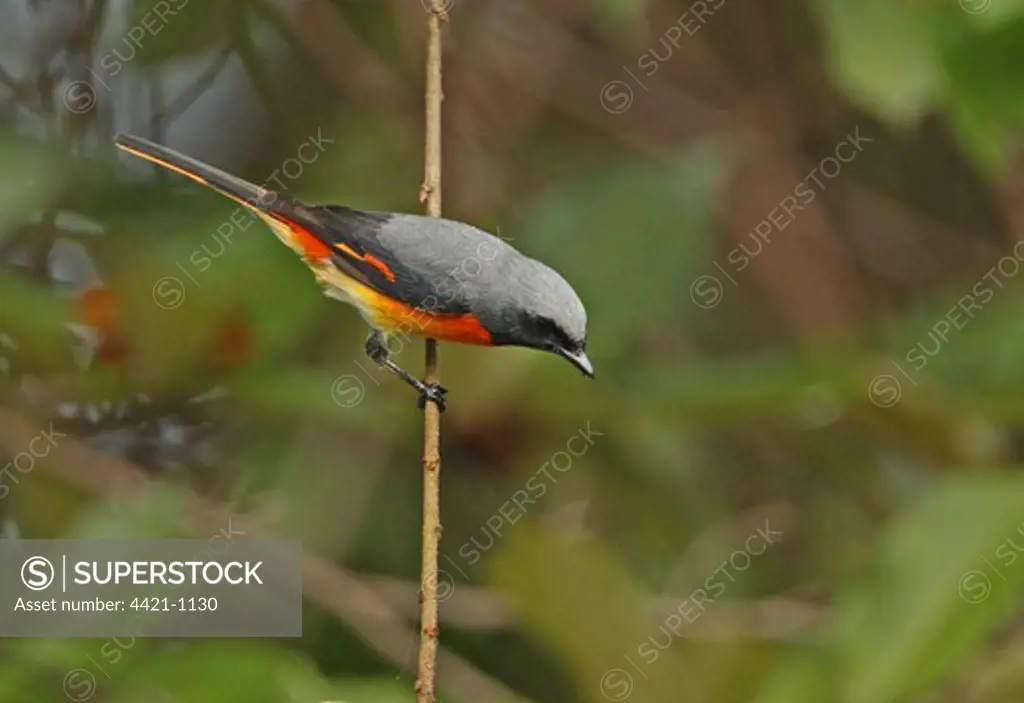 Small Minivet (Pericrocotus cinnamomeus) adult male, perched on twig, Sri Lanka, december