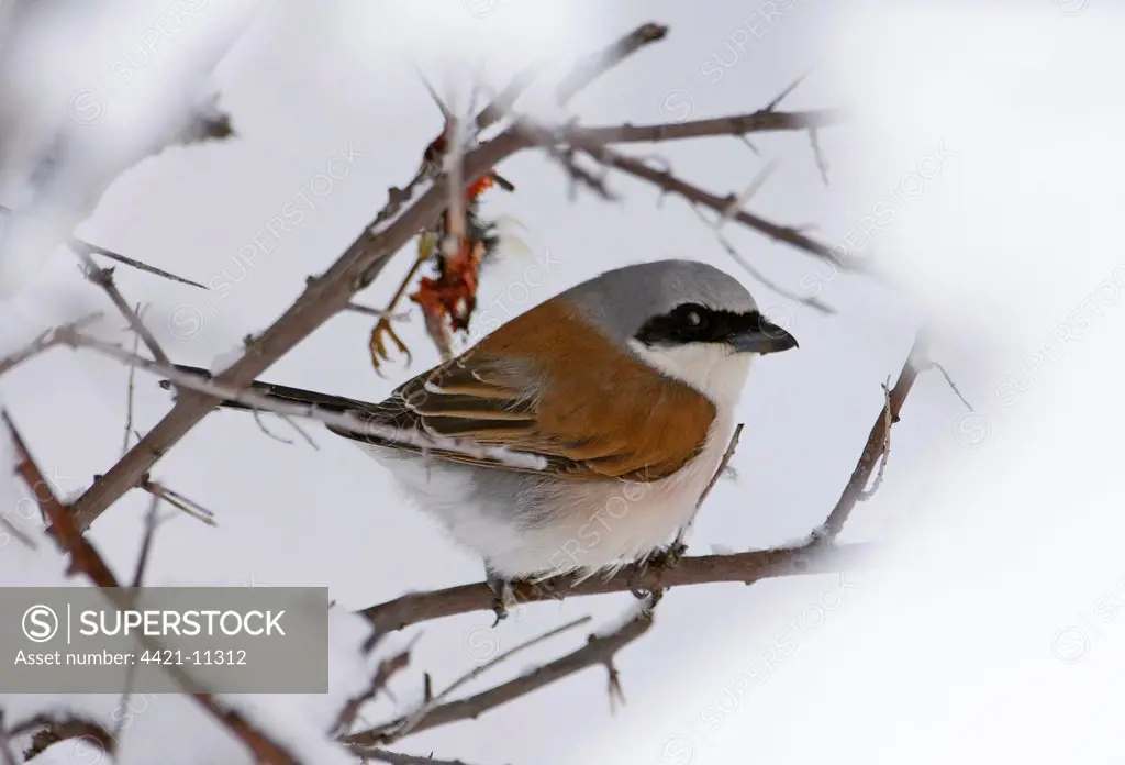 Red-backed Shrike (Lanius collurio) adult male, migrant perched beside dead bird prey stored at larder in snow, Great Caucasus, Caucasus Mountains, Georgia, april