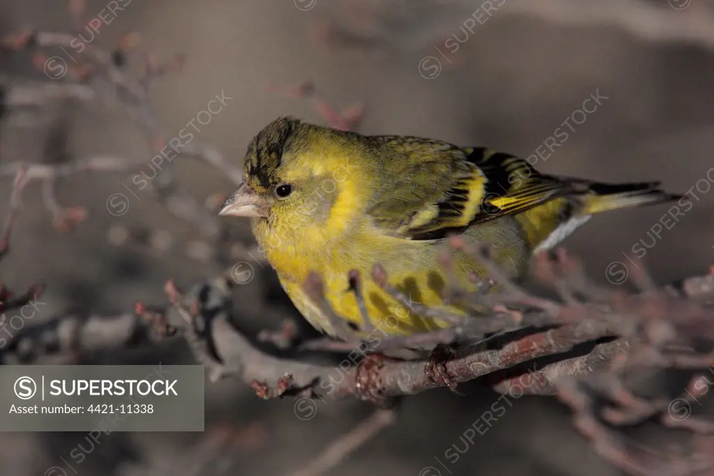 Black-chinned Siskin (Carduelis barbata) immature male, perched on twig, Ushuaia, Tierra del Fuego, Argentina, august