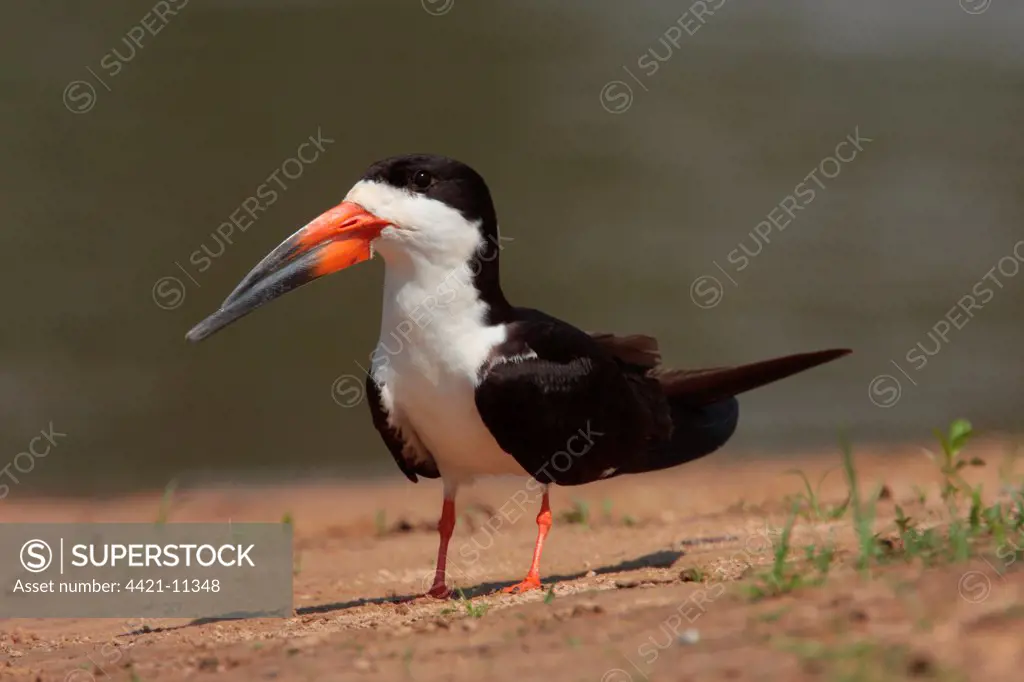 Black Skimmer (Rynchops niger) adult, standing on riverbank, Cuiaba River, Mato Grosso, Brazil, september
