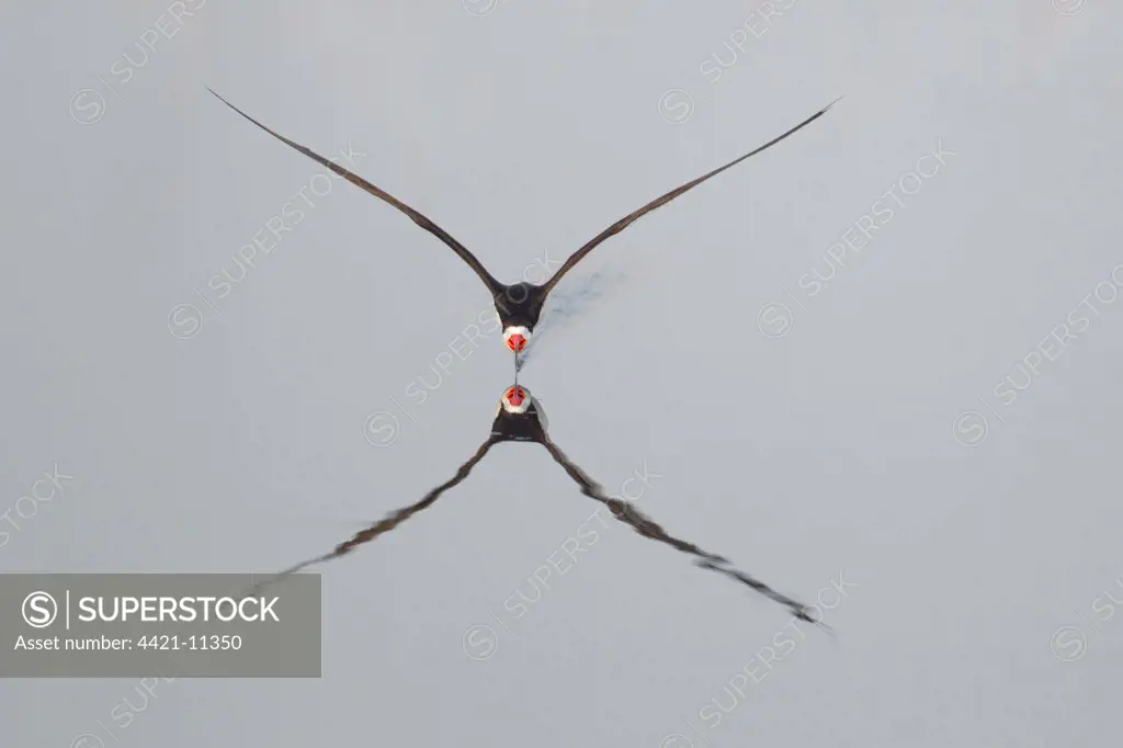 Black Skimmer (Rynchops niger) adult, in flight, feeding by skimming surface of water, with reflection, South Padre Island, Texas, U.S.A., may