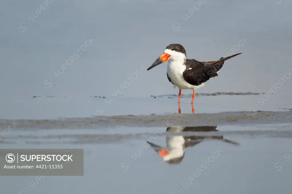 Black Skimmer (Rynchops niger) adult, standing in shallow water, South Padre Island, Texas, U.S.A., may