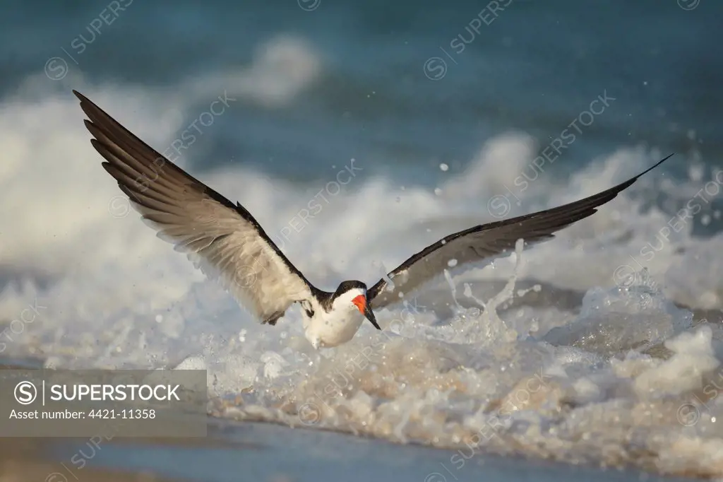 Black Skimmer (Rynchops niger) adult, with wings raised, in surf on beach, Florida, U.S.A., February