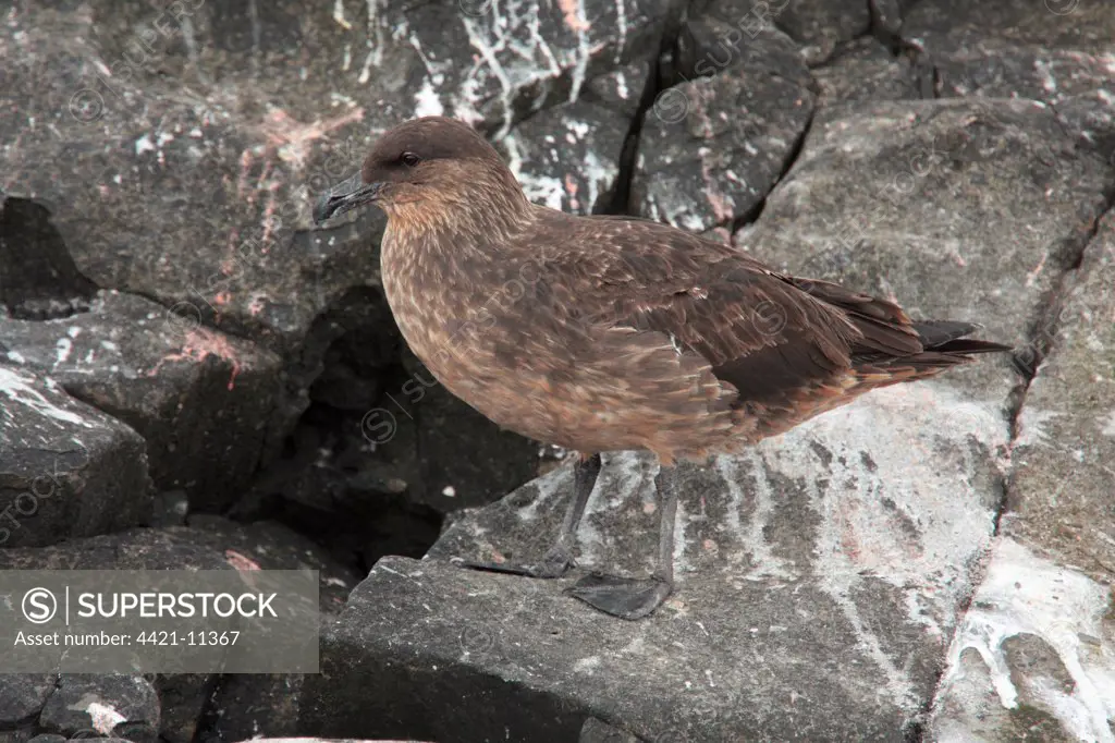 Chilean Skua (Catharacta chilensis) adult, standing on rock, Ushuaia, Tierra del Fuego, Argentina, december