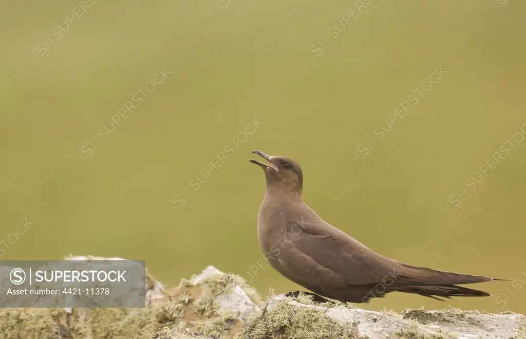 Arctic Skua (Stercorarius parasiticus) adult, dark phase, calling, on lichen covered drystone wall, Shetland Islands, Scotland, july