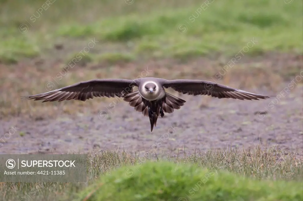 Arctic Skua (Stercorarius parasiticus) pale phase, adult, in flight, landing on grassy mound, Shetland Islands, Scotland, june