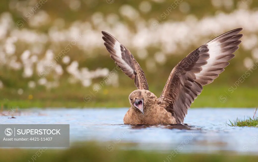 Great Skua (Stercorarius skua) adult, bathing, calling and wing stretching, territorial display to skua overhead, Shetland Islands, Scotland, june