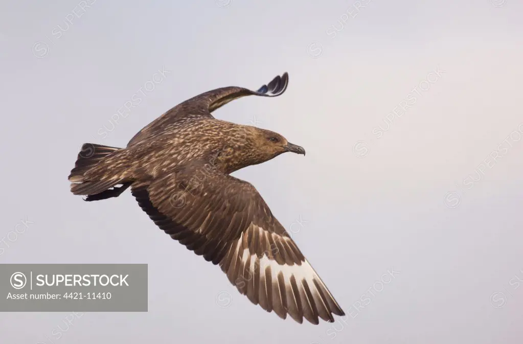 Great Skua (Stercorarius skua) adult, in flight, Shetland Islands, Scotland, june