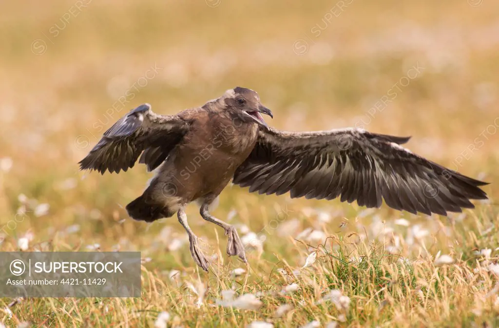 Great Skua (Stercorarius skua) chick, trying to take flight by leaping off ground, Shetland Islands, Scotland, july