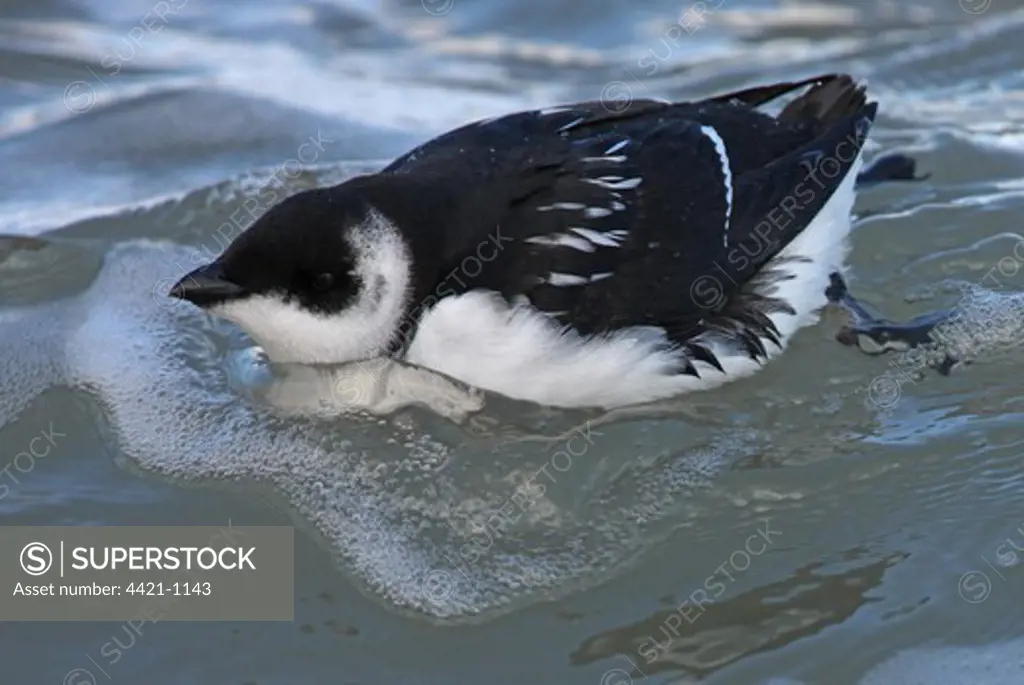 Little Auk (Alle alle) adult, winter plumage, swimming at sea, Norfolk, England, october