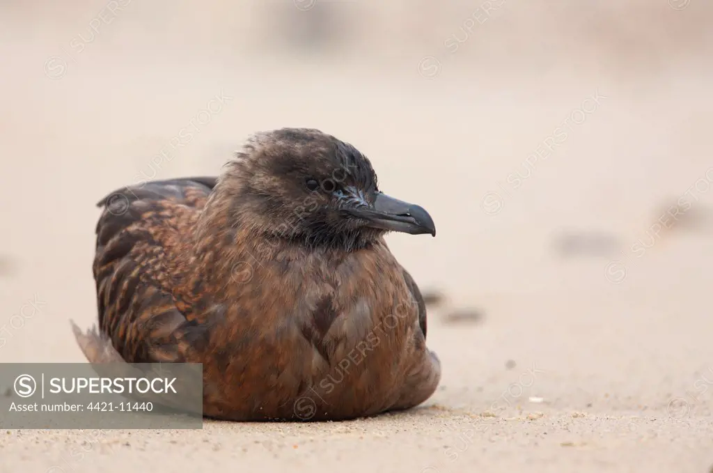 Great Skua (Stercorarius skua) immature, resting on beach, Norfolk, England, october