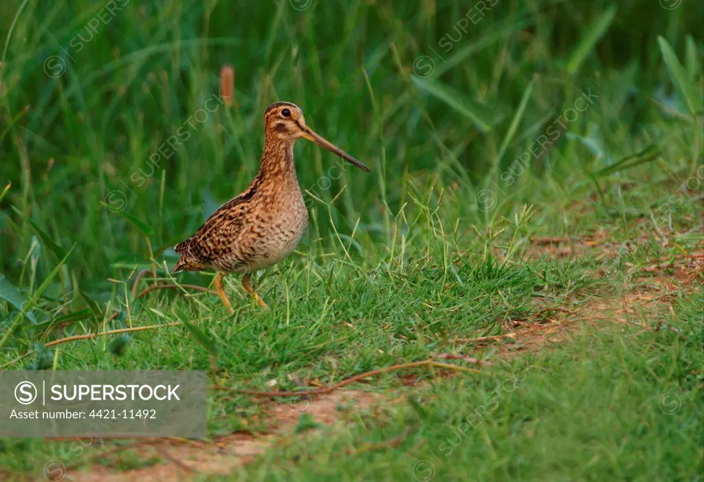 Pintail Snipe (Gallinago stenura) adult, standing on grassy bank at edge of marsh, Thailand, february
