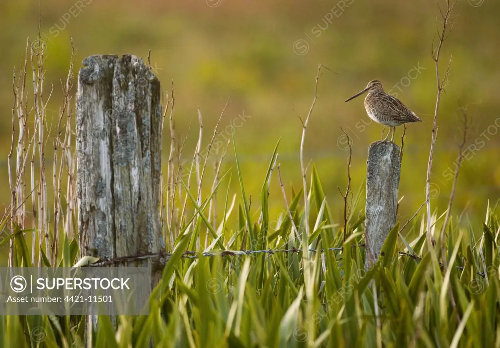 Common Snipe (Gallinago gallinago) adult, standing on fencepost in marshy area of yellow iris, Shetland Islands, Scotland